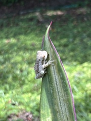 Trachycephalus vermiculatus