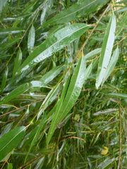 Salix alba