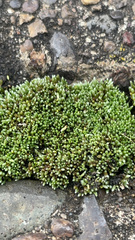 Bryum argenteum