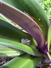 Trachycephalus vermiculatus