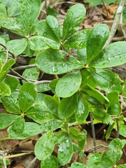 Rhododendron viscosum