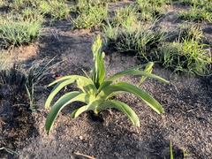 Hypoxis hemerocallidea
