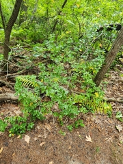 Rhododendron viscosum