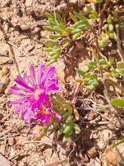 Lampranthus sociorum