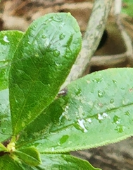 Rhododendron viscosum