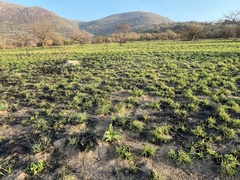 Hypoxis hemerocallidea