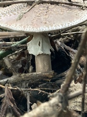 Amanita rubescens