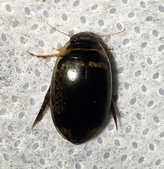 Thermonectus basillaris