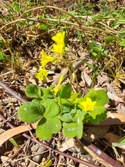 Oxalis compressa