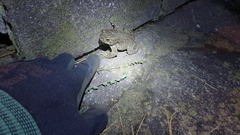 Bufotes viridis balearicus