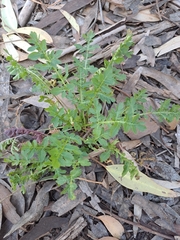 Lichtensteinia obscura