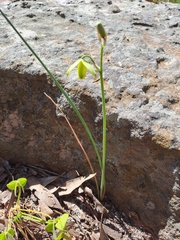 Albuca juncifolia
