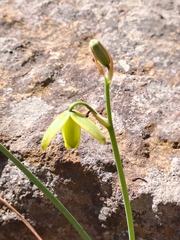 Albuca juncifolia