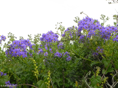 Solanum pinnatum