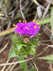 Cyanotis speciosa