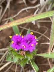Cyanotis speciosa