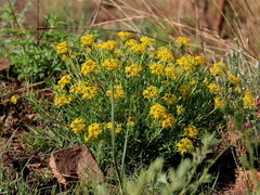 Lasiosiphon kraussianus