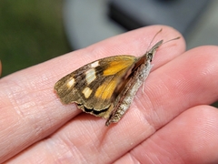 Libytheana carinenta