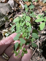 Lespedeza frutescens
