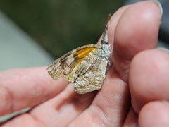 Libytheana carinenta