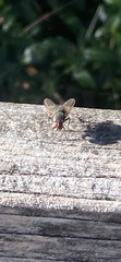 Calyptratae