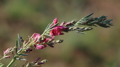 Indigofera hilaris