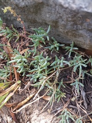 Lampranthus sociorum