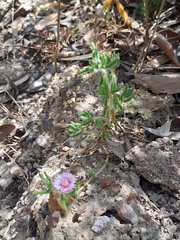 Drosanthemum hispifolium