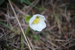 Helleborus niger