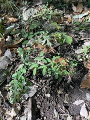 Lespedeza frutescens