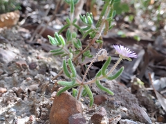 Drosanthemum hispifolium