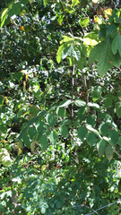 Aralia spinosa