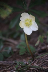 Helleborus niger