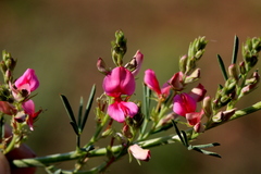 Indigofera hilaris