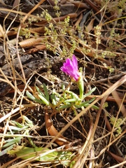 Lampranthus sociorum