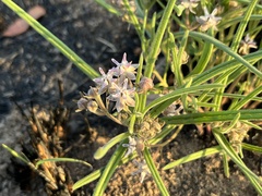 Asclepias stellifera