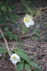 Helleborus niger