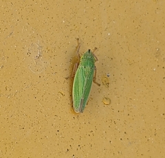 Draeculacephala balli