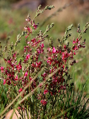 Indigofera hilaris