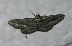 Iridopsis obliquaria