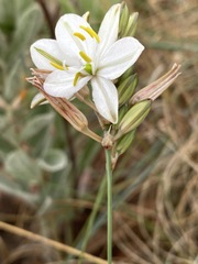Chlorophytum cooperi