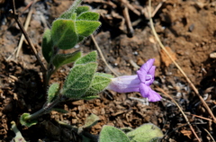 Ruellia cordata