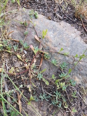 Lampranthus sociorum