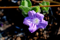 Ruellia cordata
