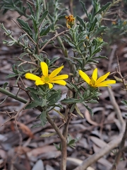Osteospermum spinosum