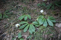 Helleborus niger
