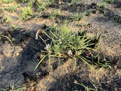 Asclepias stellifera