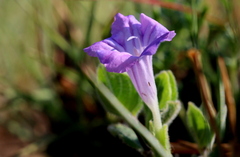 Ruellia cordata