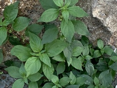 Parietaria judaica