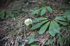 Helleborus niger